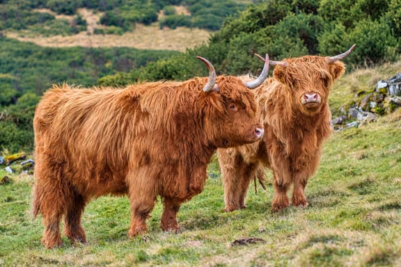 Two Highland cows with long ginger coats