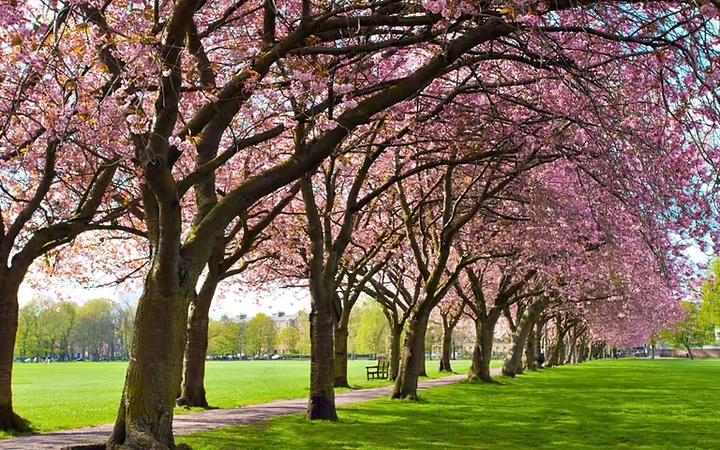 Le parc The Meadows à Édimbourg