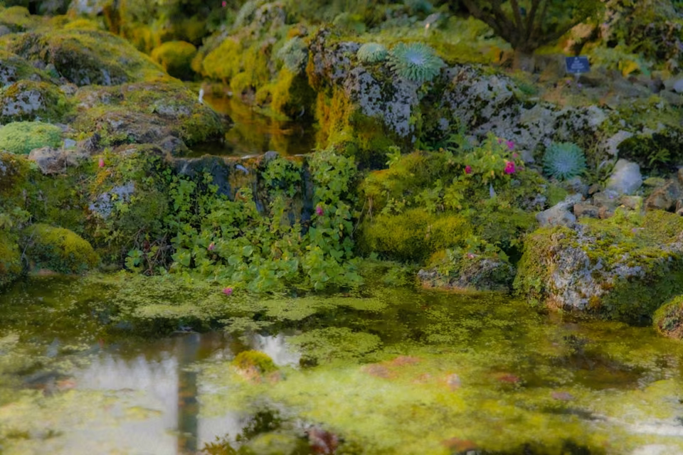 L’étang du Jardin botanique royal d’Édimbourg