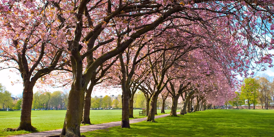 The Meadows park