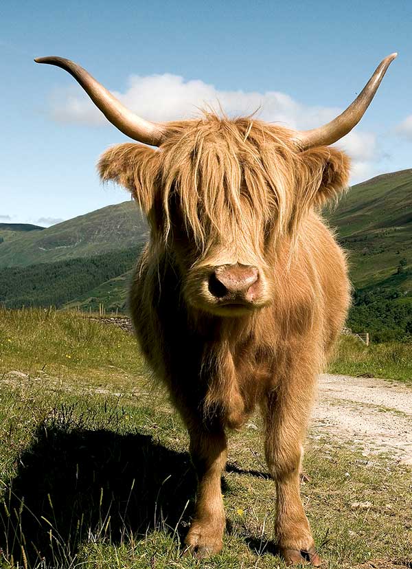 Vaca de las Highlands escocesas