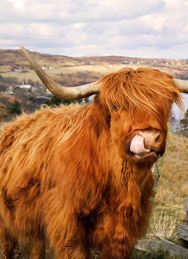 Vaca escocesa de las Highlands