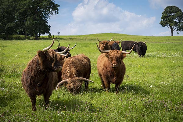 Vacas escocesas de las Highlands